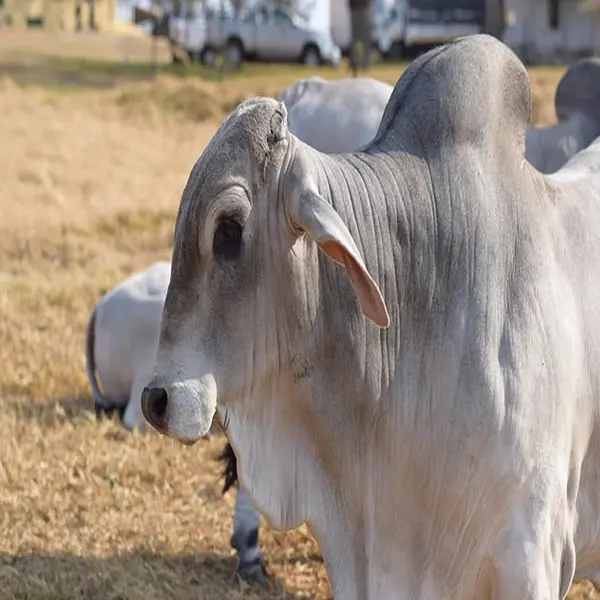 Brahman