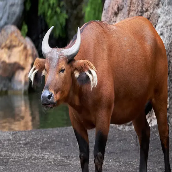Forest buffalo