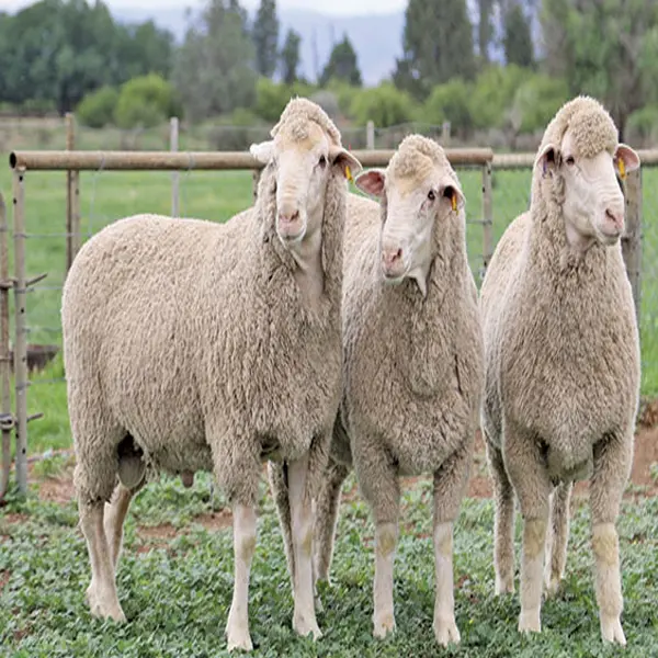 Merino