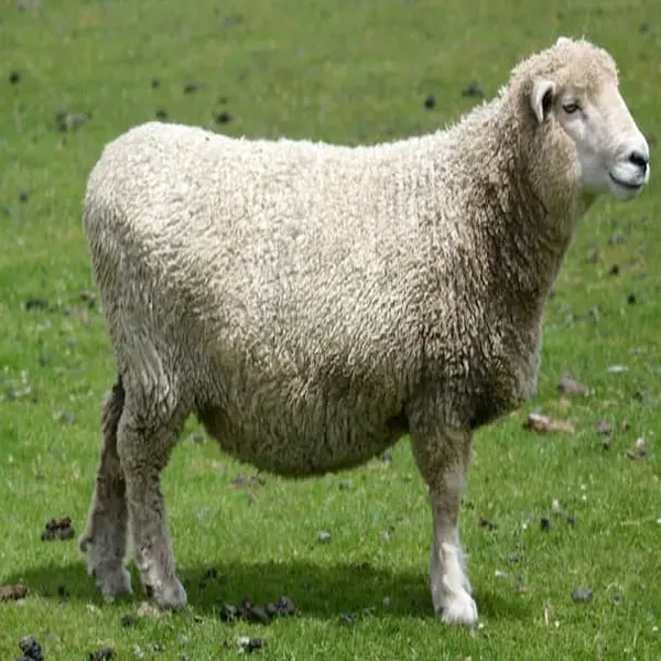 Corriedale