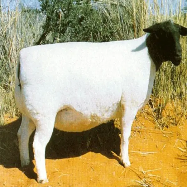 Dorper