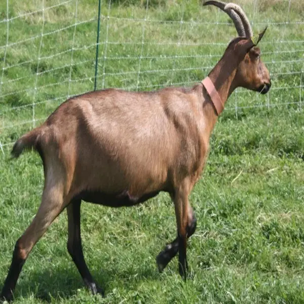 Alpine Goat