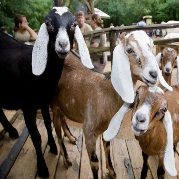 Nubian goat