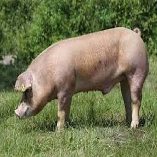 duroc