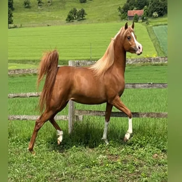 Arabian horse