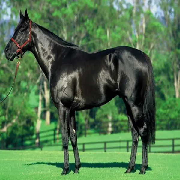 Thoroughbred
