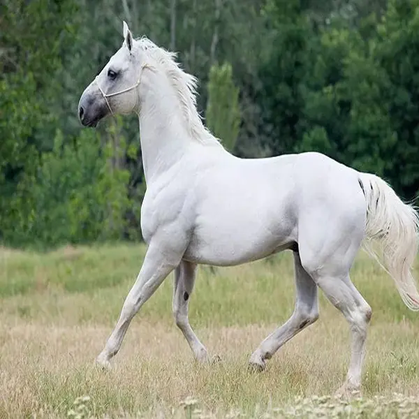 Hanoverian