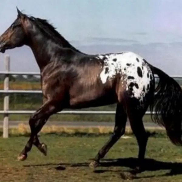 Appaloosa