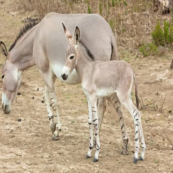 Somali wild ass