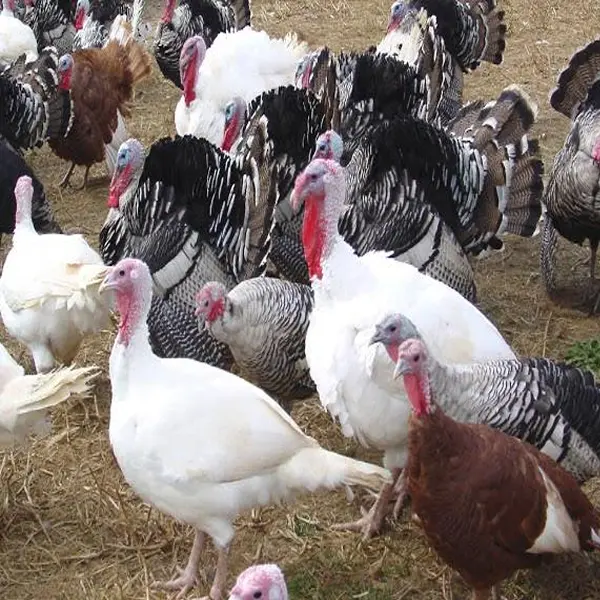 Turkey