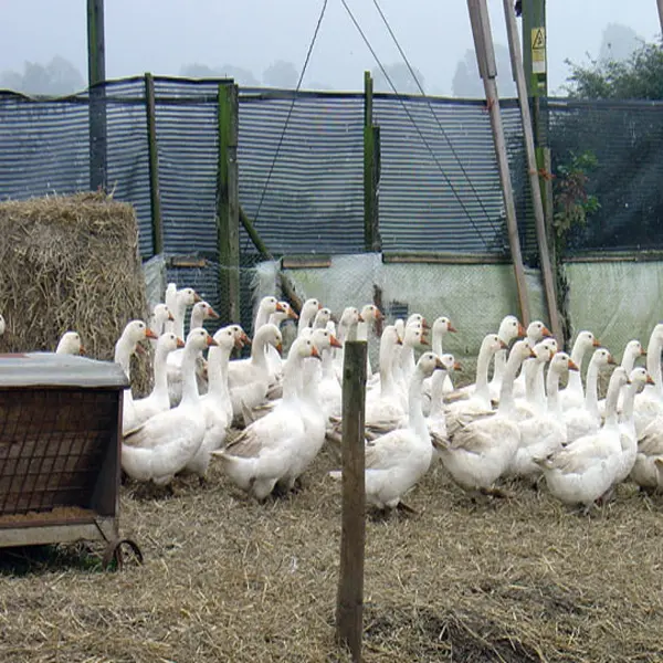 Goose