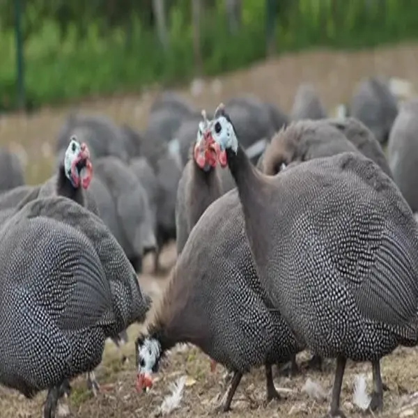 Guinea fowl