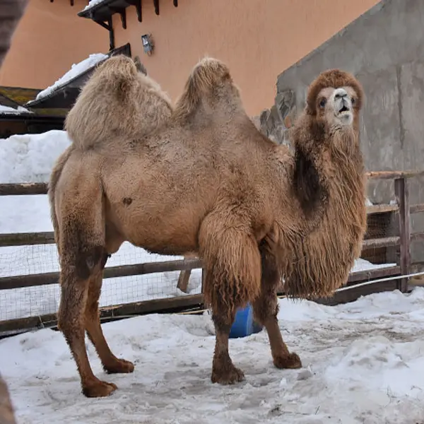 Domestic Bactrian camel