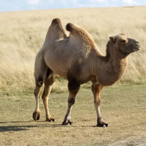 Wild Bactrian camel