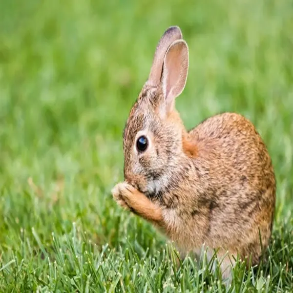 Cottontail rabbit