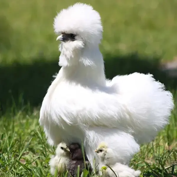 Silkie