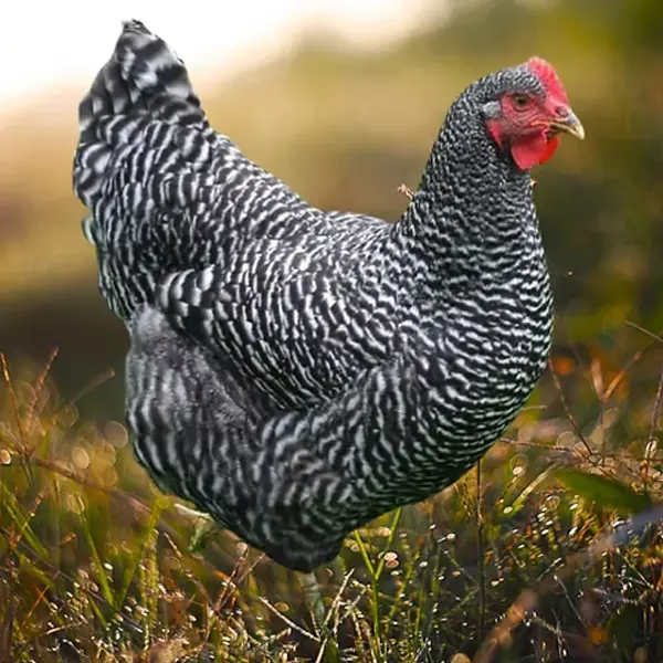 Plymouth Rock chicken