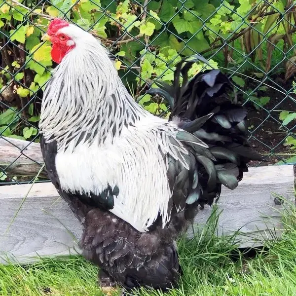 Brahma chicken