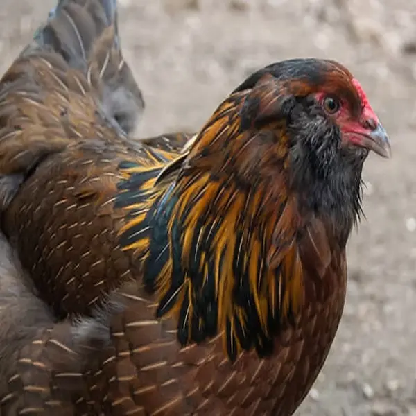 Ameraucana