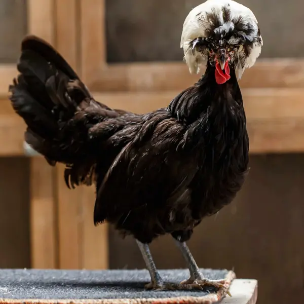 Polish chicken