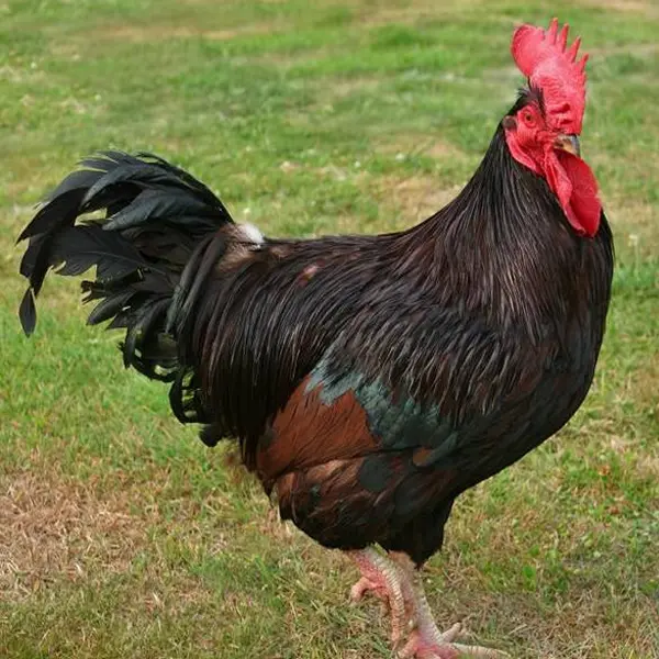 Rhode Island Red