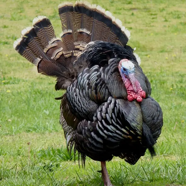 Wild turkey