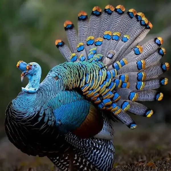 Ocellated turkey
