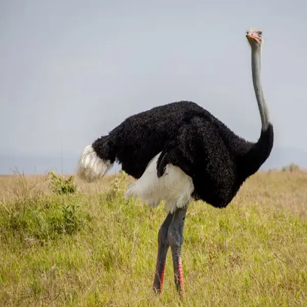 Somali ostrich