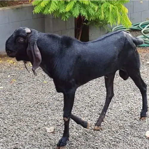 Beetal Goat