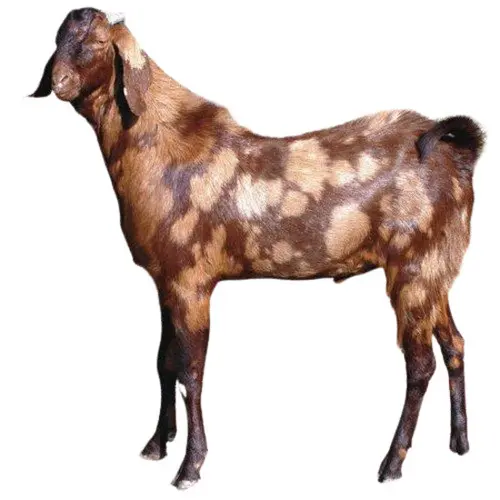 Surti Goat