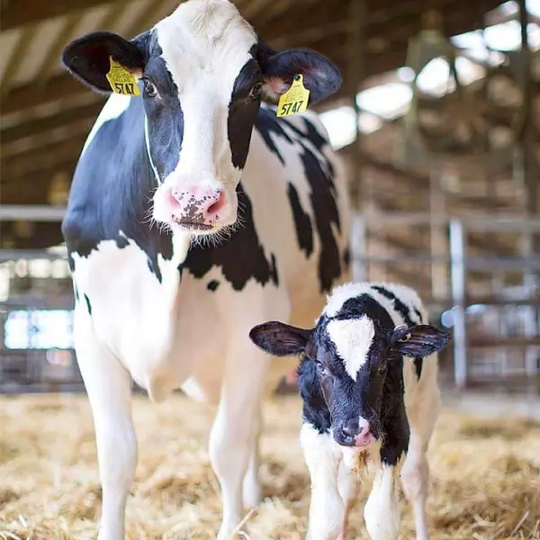 Holstein Friesian