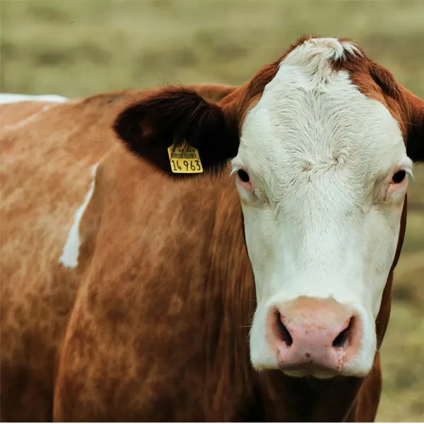 Hereford Cattle