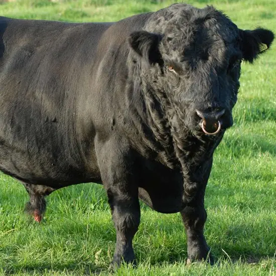 Dexter Cattle