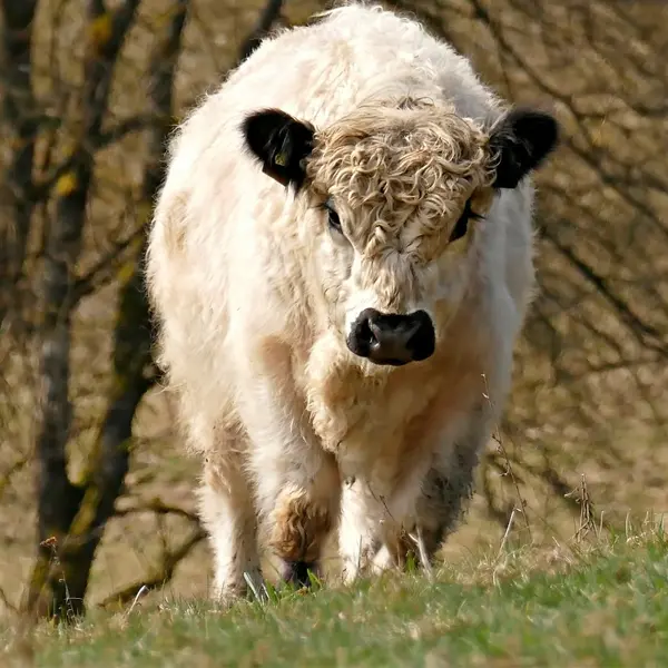 Galloway Cattle