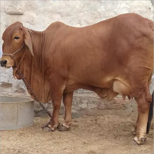 Sahiwal cattle
