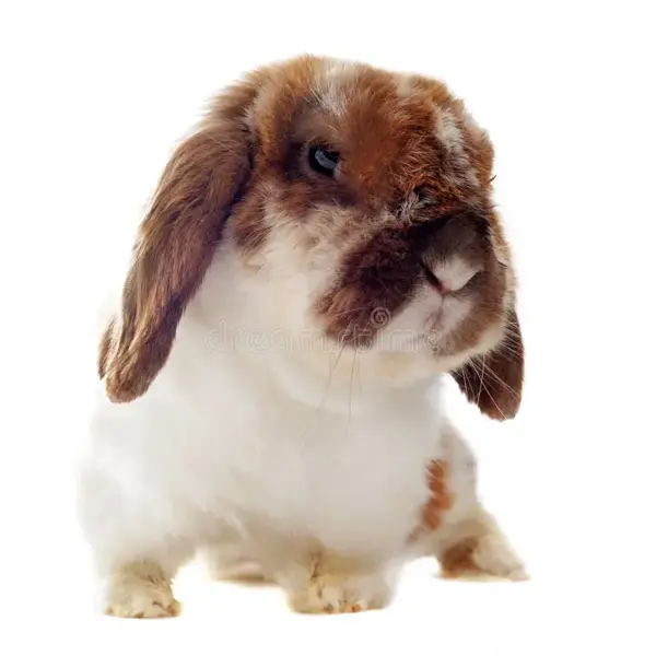 Cinnamon Rabbit