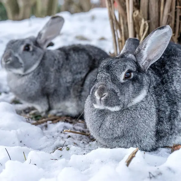 Chinchilla Rabbit
