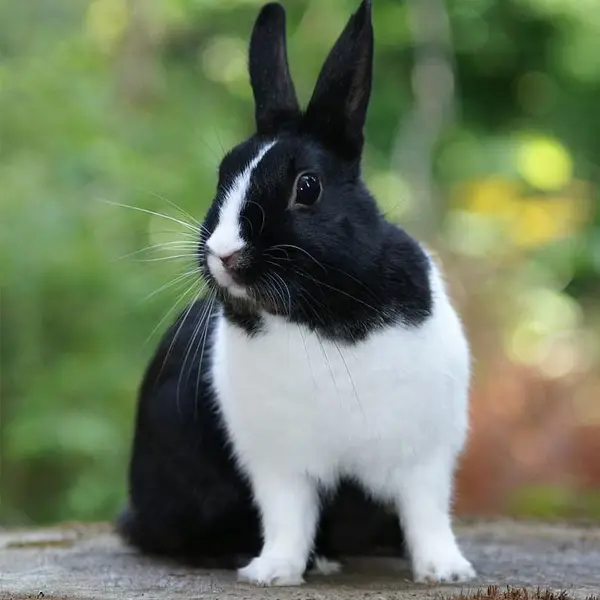 Dutch Rabbit