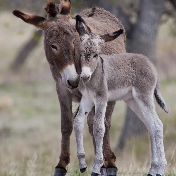 Abyssinian Donkey