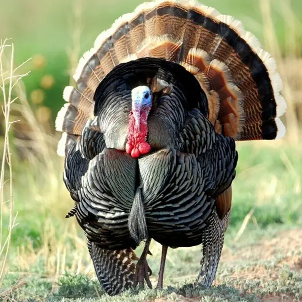 Rio Grande Turkeys