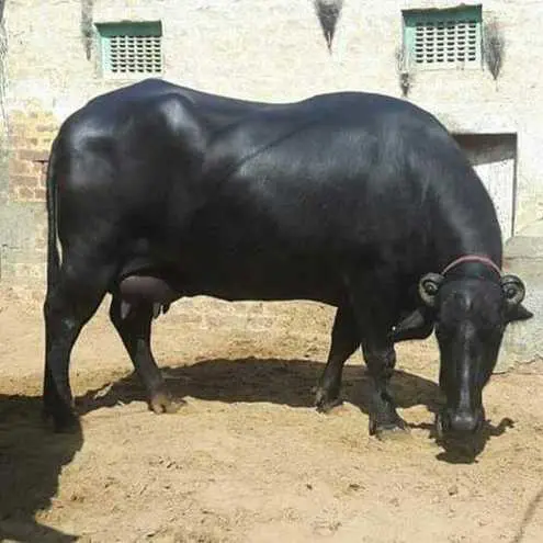 Murrah buffalo